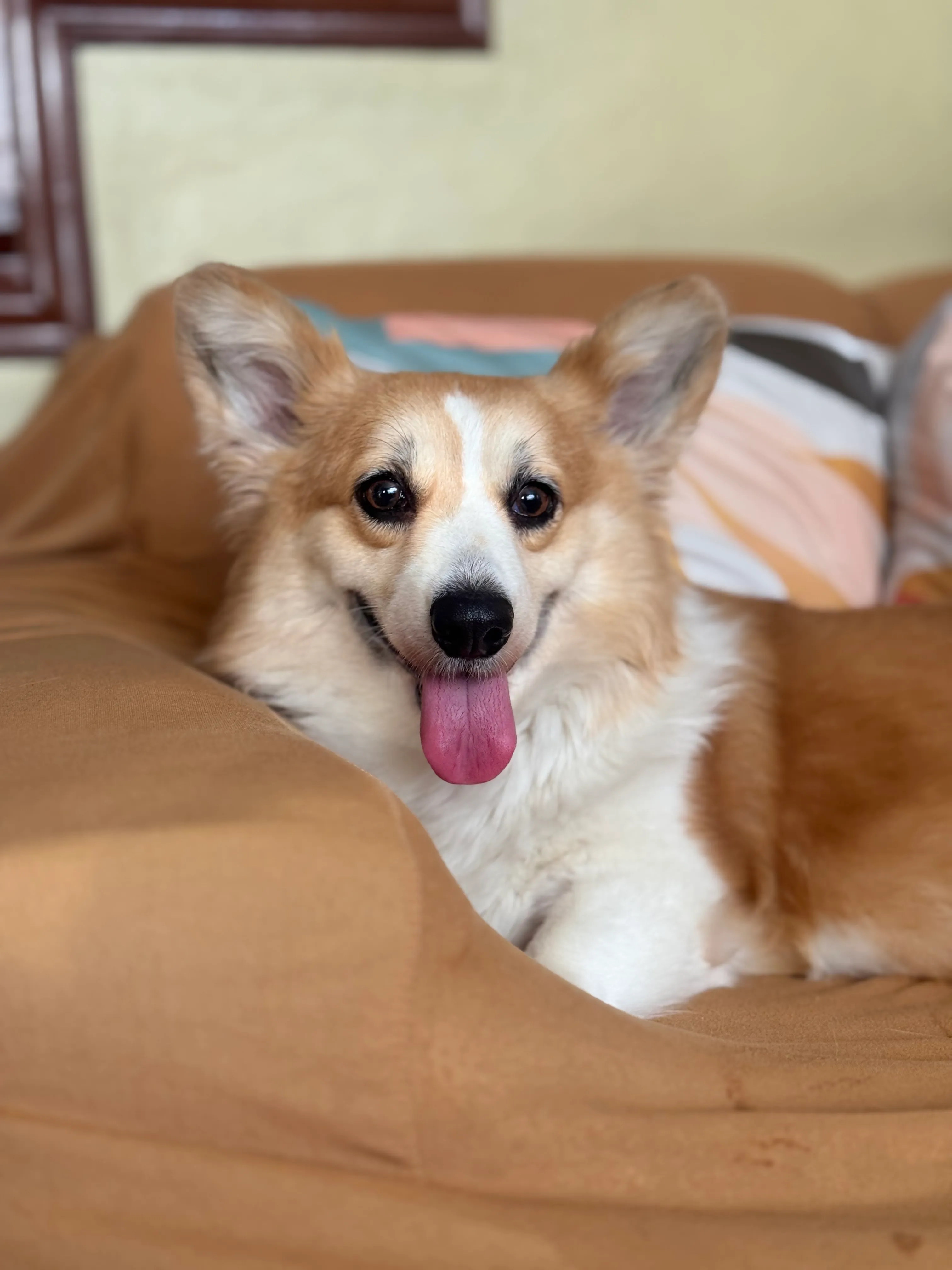 Adorable Corgi - Female